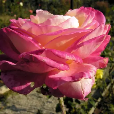 rina-herholdt-6-373975
