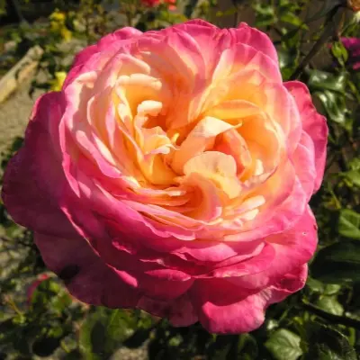 rina-herholdt-8-373975