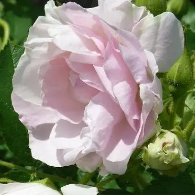 ritausma-6-397960