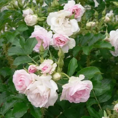 ritausma-7-397960