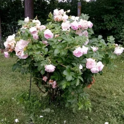 ritausma-8-397960
