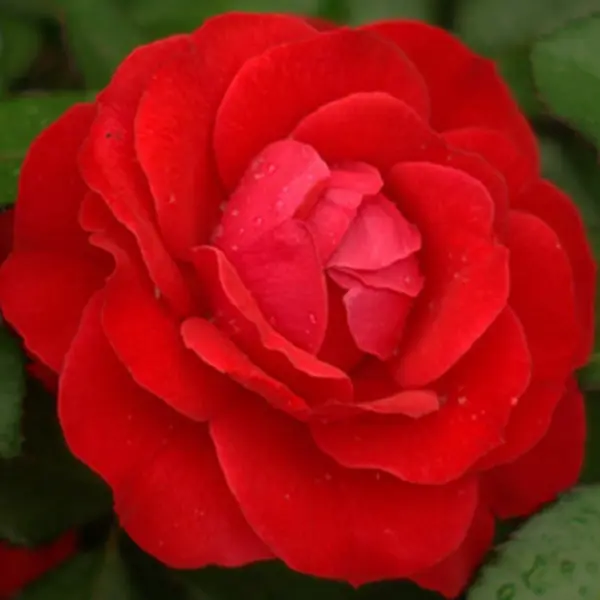 robert-uinston-1-386129