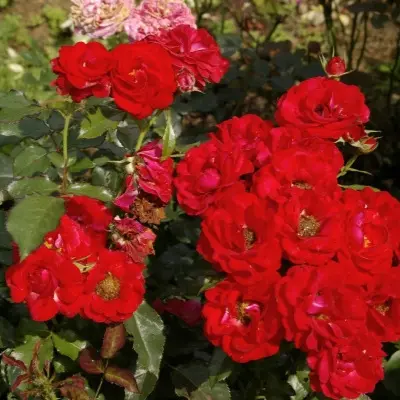 robert-uinston-5-386129