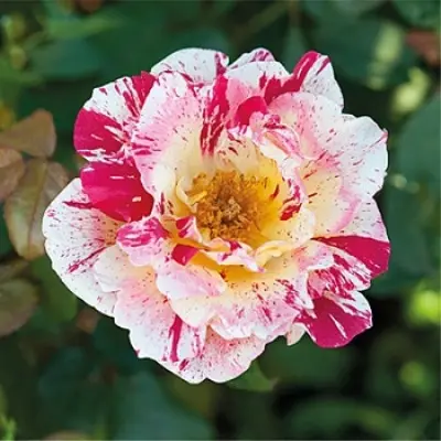 romana-freska-3-382825