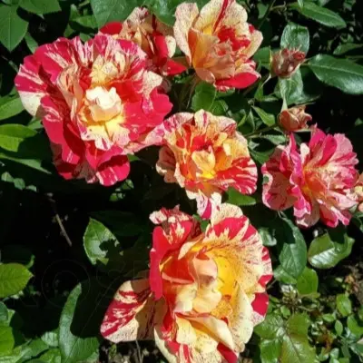 romana-freska-6-382825