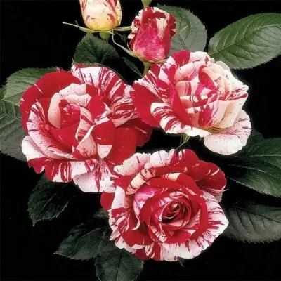 romana-freska-main-382825