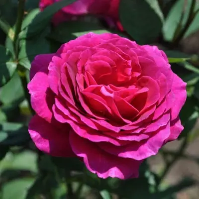 rozberi-main-398380