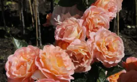 rozmari-harkness-2-396651