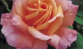 rozmari-harkness-5-396651