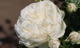sammer-memoriz-main-396672