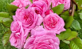 sammer-romans-4-399644