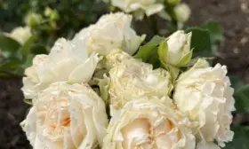 sammer-rouz-1-395455