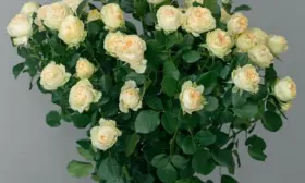 sammer-rouz-4-395455