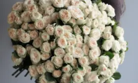 sammer-rouz-5-395455