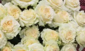 sammer-rouz-6-395455