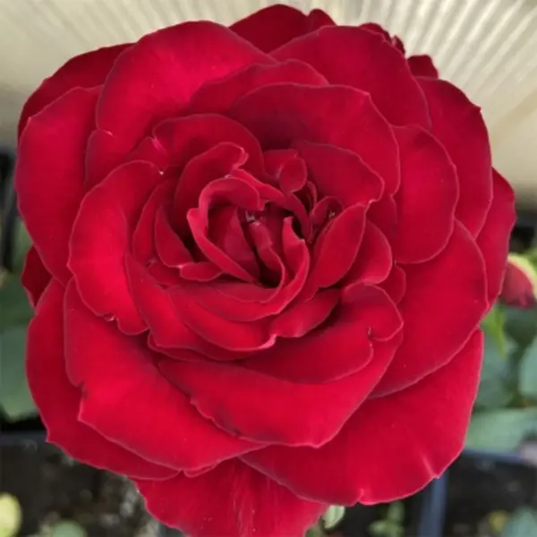 samuray-3-377050