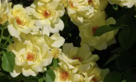 sanni-rouz-2-398570