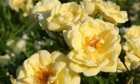 sanni-rouz-3-398570
