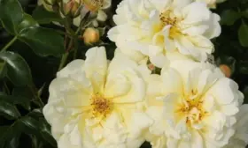 sanni-rouz-7-398570