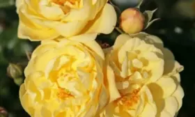 sanni-rouz-main-398570