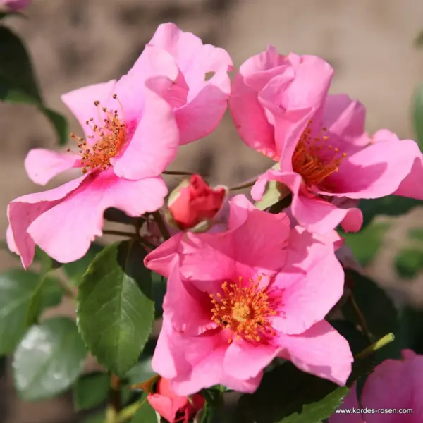 si-yu-in-pink-1-373874