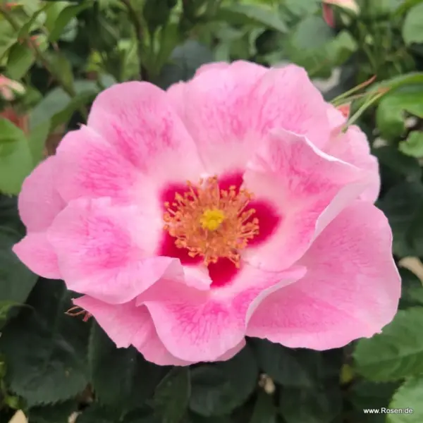 si-yu-in-pink-2-373874