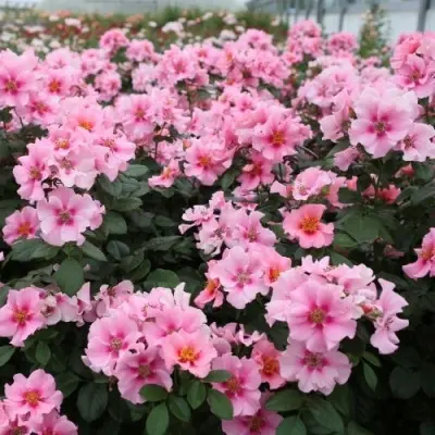 si-yu-in-pink-4-373874
