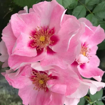 si-yu-in-pink-5-373874