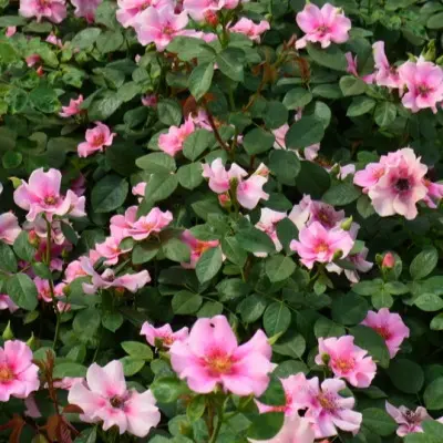 si-yu-in-pink-6-373874