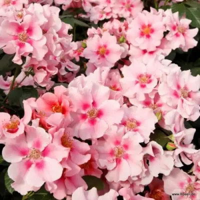si-yu-in-pink-main-373874