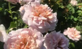 simpli-5-398158