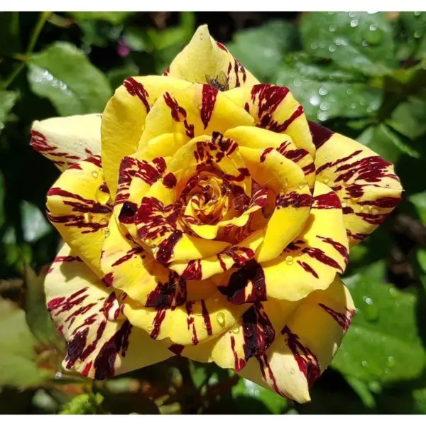 simsabella-1-396151
