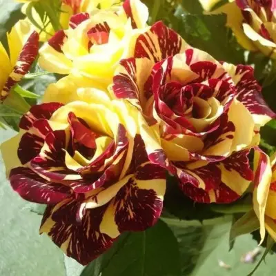 simsabella-6-396151