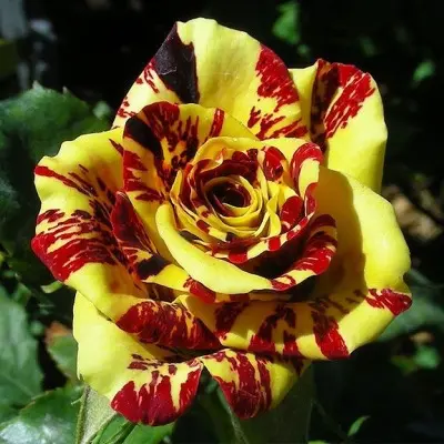 simsabella-main-396151