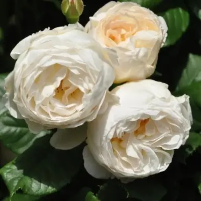 snou-dens-5-373919
