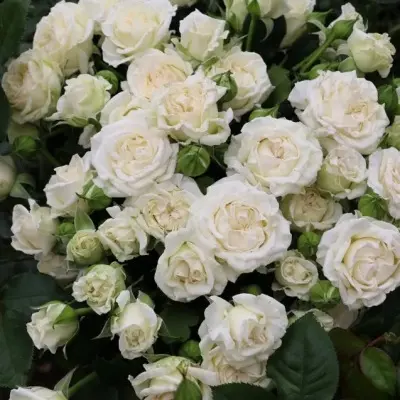 snou-dens-8-373919