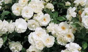 snou-vayt-2-398055