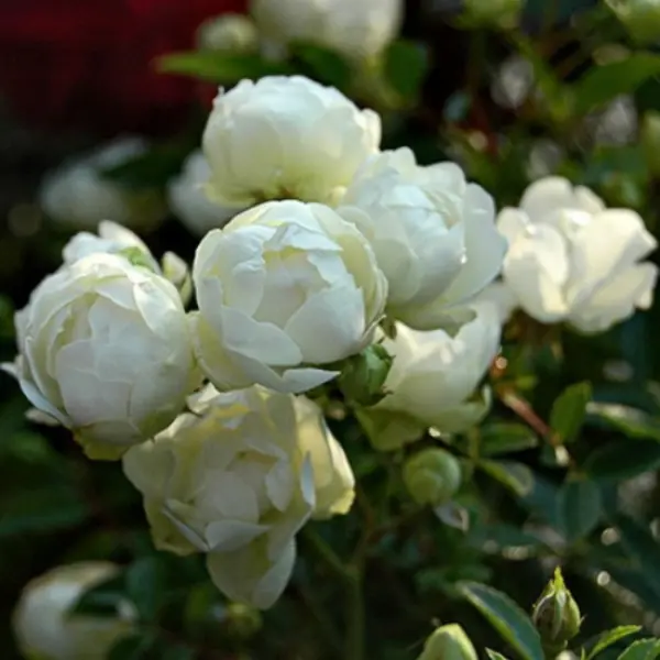 snou-vayt-3-398055