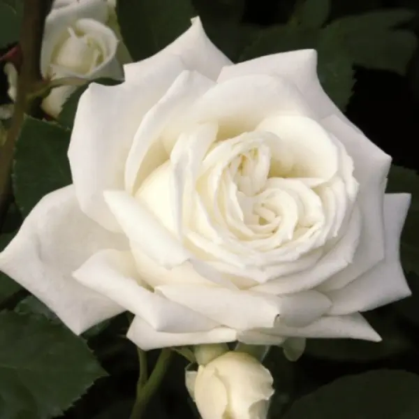 snou-vayt-4-398055
