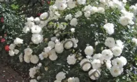 snou-vayt-6-398055