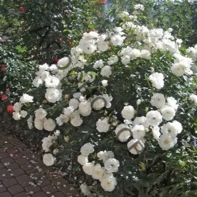snou-vayt-6-398055