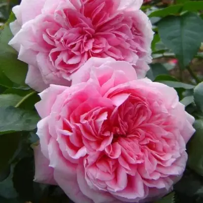 sofiya-romantika-kurfyurstin-sofi-2-373910