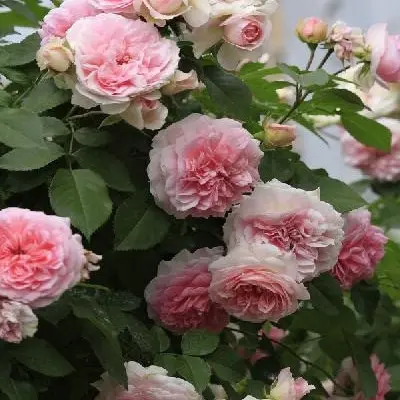 sofiya-romantika-kurfyurstin-sofi-4-373910