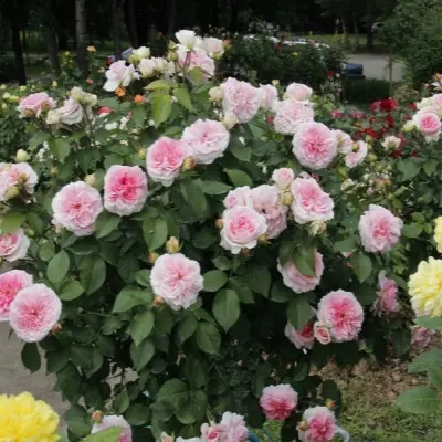 sofiya-romantika-kurfyurstin-sofi-6-373910