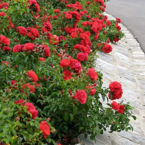 sorrento-2-390299