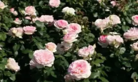 suvenir-de-baden-baden-7-396704