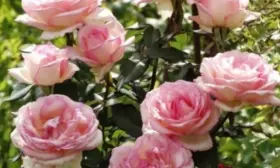 suvenir-de-baden-baden-main-396704