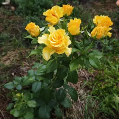 taro-8-380548