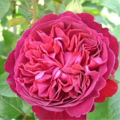 tomas-beket-6-387821
