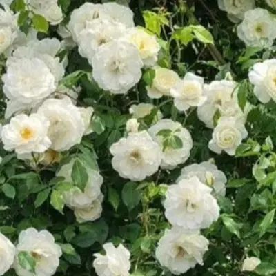 uayt-brokeyd-8-393677